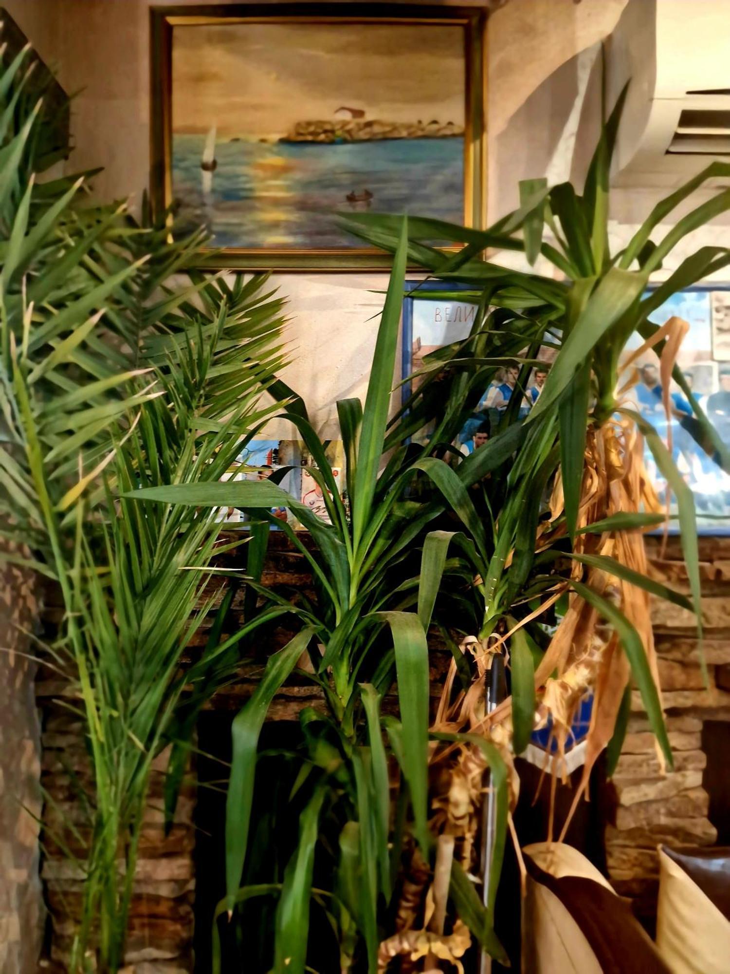 Family Hotel Four Seasons צרבו מראה חיצוני תמונה